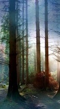 Landscape, Trees per Sony Xperia M5