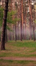Scaricare immagine 240x320 Landscape, Trees sul telefono gratis.
