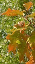 Scaricare immagine 320x480 Landscape, Trees, Autumn, Leaves sul telefono gratis.