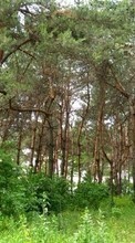 Scaricare immagine 1280x800 Landscape, Trees sul telefono gratis.