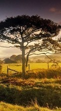 Scaricare immagine Trees, Landscape, Fields sul telefono gratis.