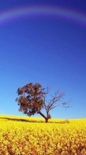 Scaricare immagine Trees,Landscape,Fields,Rainbow sul telefono gratis.