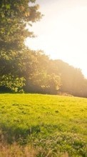 Scaricare immagine Trees, Landscape, Fields, Sun sul telefono gratis.