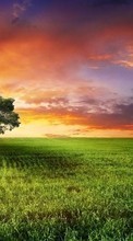 Scaricare immagine Trees, Landscape, Fields, Sun, Sunset sul telefono gratis.