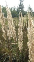 Trees, Landscape, Fields, Grass per LG Optimus 4X HD P880