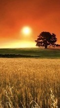 Scaricare immagine Trees, Landscape, Fields, Sunset sul telefono gratis.