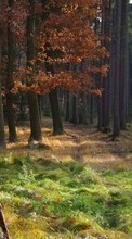 Trees,Landscape,Nature per Sony Xperia Z1S