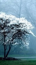 Trees,Landscape,Nature per Sony Xperia C3