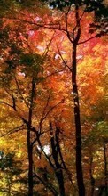Scaricare immagine Trees,Landscape,Nature sul telefono gratis.