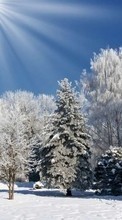 Scaricare immagine Trees,Landscape,Nature,Snow,Winter sul telefono gratis.