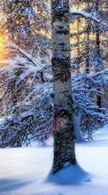 Scaricare immagine Trees,Landscape,Nature,Snow,Winter sul telefono gratis.