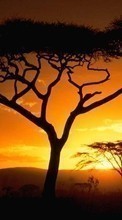 Scaricare immagine Trees,Landscape,Nature,Sunset sul telefono gratis.