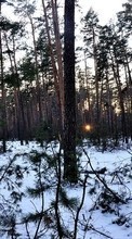 Scaricare immagine Trees,Landscape,Nature,Winter sul telefono gratis.