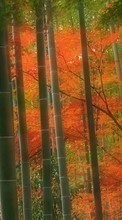 Scaricare immagine 540x960 Plants, Landscape, Trees sul telefono gratis.