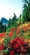 Scaricare immagine 1080x1920 Plants, Landscape, Trees sul telefono gratis.
