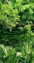 Scaricare immagine Plants, Landscape, Trees sul telefono gratis.
