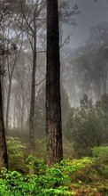 Scaricare immagine 480x800 Plants, Landscape, Trees sul telefono gratis.