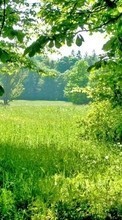 Trees, Landscape, Plants, Grass per Samsung Galaxy Core 2