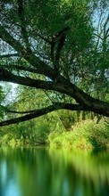 Scaricare immagine Trees, Landscape, Rivers sul telefono gratis.