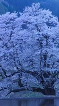 Scaricare immagine Trees,Landscape,Sakura sul telefono gratis.