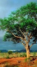 Scaricare immagine Trees, Landscape, Savanna sul telefono gratis.