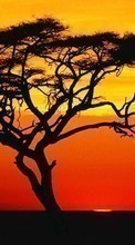 Scaricare immagine Trees,Landscape,Savanna,Sunset sul telefono gratis.