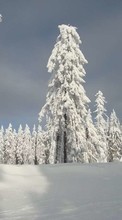 Scaricare immagine Trees, Landscape, Snow sul telefono gratis.