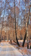 Scaricare immagine Trees,Landscape,Snow sul telefono gratis.