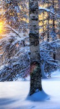 Scaricare immagine Trees, Landscape, Snow, Sun, Winter sul telefono gratis.