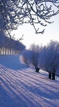 Trees, Landscape, Snow, Sun, Winter per LG Optimus L3 E405