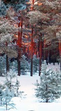 Scaricare immagine Trees, Landscape, Snow, Pine sul telefono gratis.