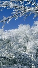 Scaricare immagine 540x960 Landscape, Winter, Trees, Snow sul telefono gratis.