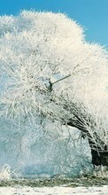 Scaricare immagine 1024x768 Trees, Landscape, Snow, Winter sul telefono gratis.