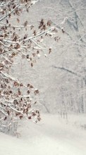 Scaricare immagine Trees, Nature, Snow, Winter sul telefono gratis.