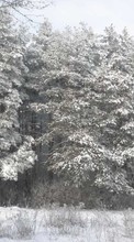 Trees, Landscape, Snow, Winter per BlackBerry Z3