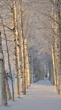 Landscape, Winter, Trees, Snow per Sony Xperia Sola