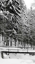 Scaricare immagine 320x480 Landscape, Winter, Trees, Snow sul telefono gratis.