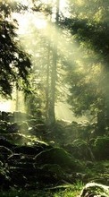 Scaricare immagine Trees, Landscape, Sun sul telefono gratis.