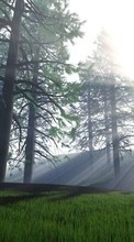 Scaricare immagine Landscape, Trees, Sun sul telefono gratis.