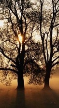 Scaricare immagine 1280x800 Landscape, Trees, Sun sul telefono gratis.