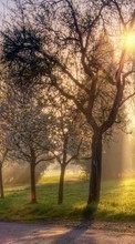 Scaricare immagine Trees, Landscape, Sun, Grass sul telefono gratis.