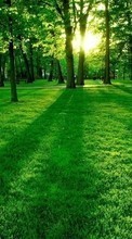Scaricare immagine Landscape, Trees, Grass, Sun sul telefono gratis.