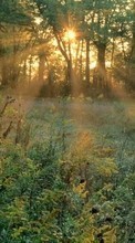 Scaricare immagine Landscape, Trees, Grass, Sun sul telefono gratis.