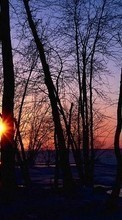 Scaricare immagine 240x320 Landscape, Trees, Sunset, Sun sul telefono gratis.