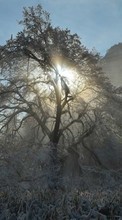 Scaricare immagine Trees, Landscape, Sun, Winter sul telefono gratis.