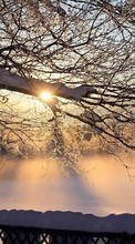 Scaricare immagine Trees,Landscape,Sun,Winter sul telefono gratis.