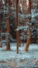 Scaricare immagine Trees, Landscape, Grass sul telefono gratis.