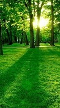 Scaricare immagine Trees,Landscape,Grass sul telefono gratis.