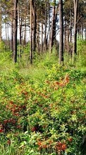 Scaricare immagine Trees, Landscape, Bush sul telefono gratis.