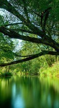 Scaricare immagine 1024x768 Trees, Landscape, Water sul telefono gratis.